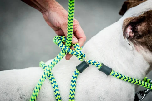 Harness Lead Guinzaglio, Collare e Pettorina